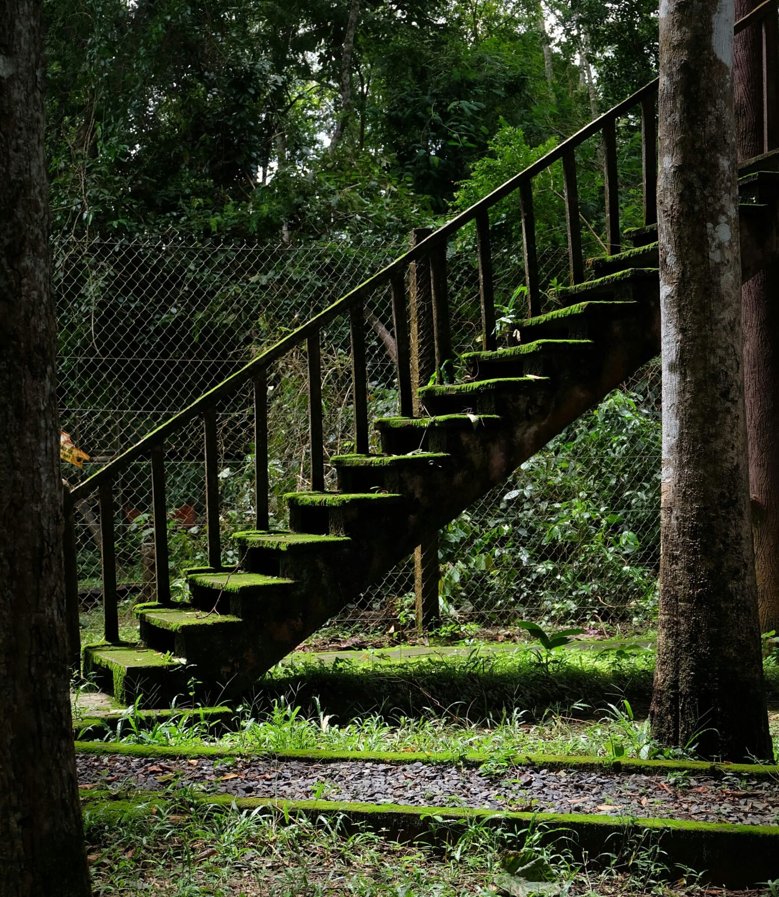 Staircase covered with grass and moss