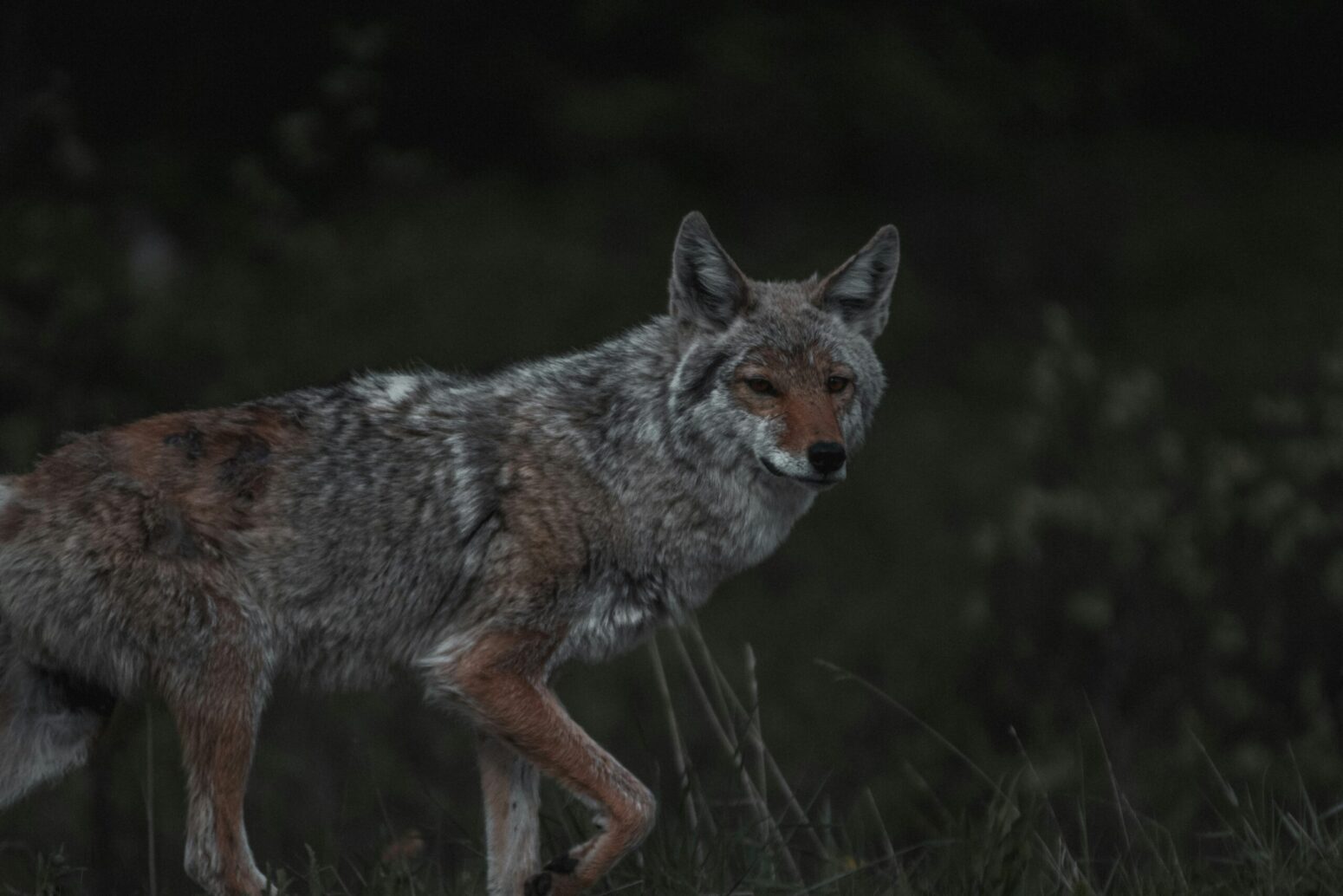This photograph shows a coyote travelling in the dark, with some visible grass in the background.