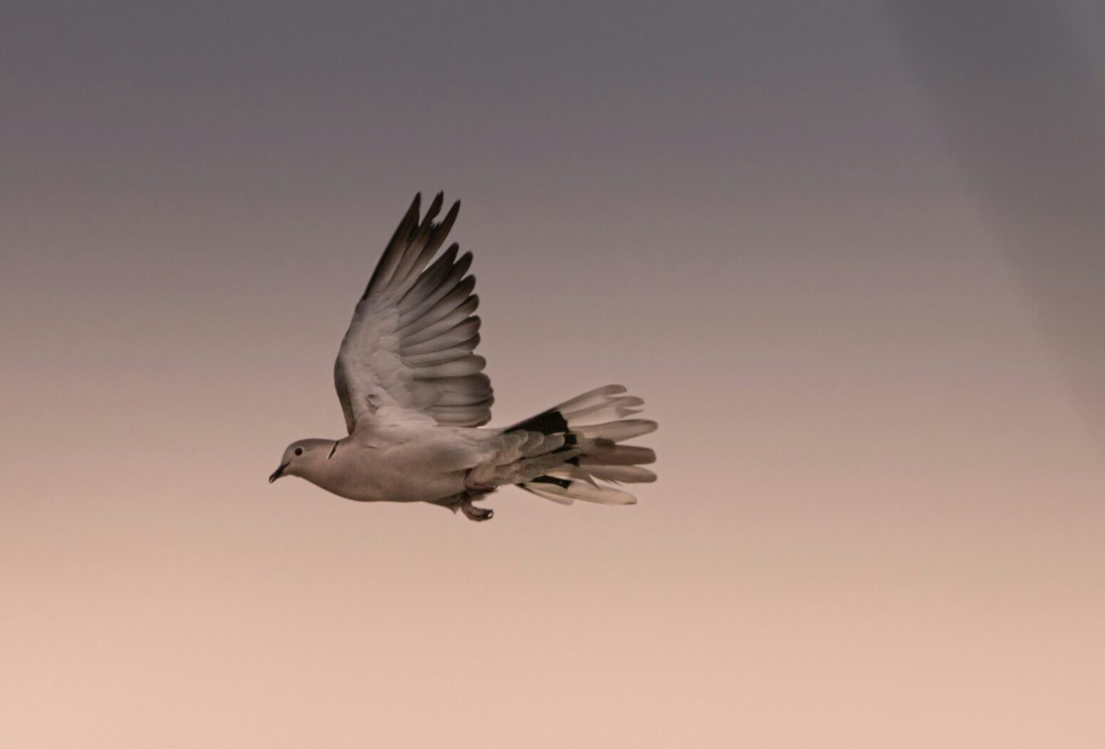 This photograph shows a dove flying in the air, with the background being a gray and beige blend.