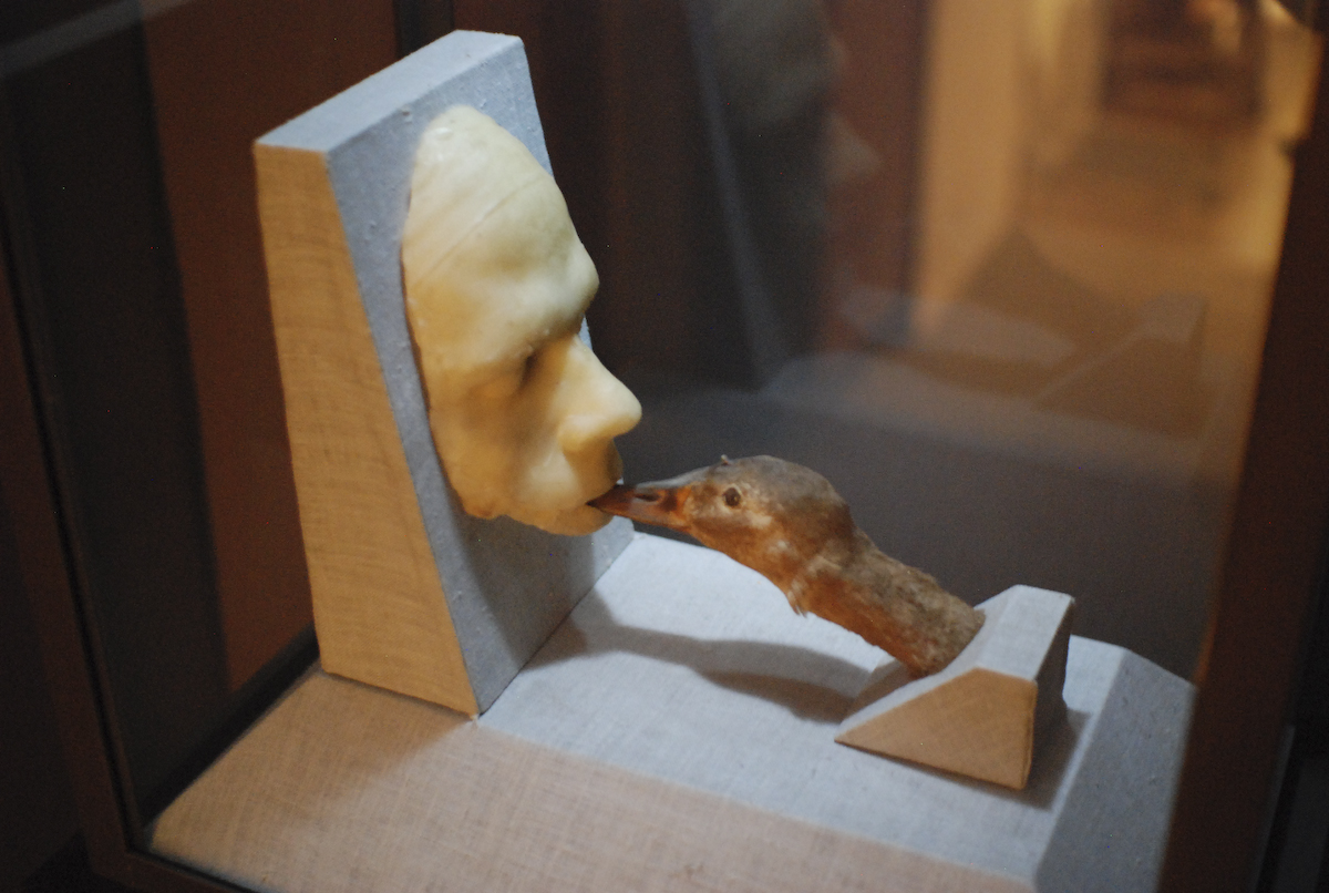 Taxidermied duck head appearing to perform CPR on a wax or plaster cast of a human face.