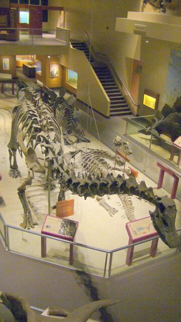 Skeleton of a Diplodocus halloram in the dinosaur wing of the Smithsonian.
