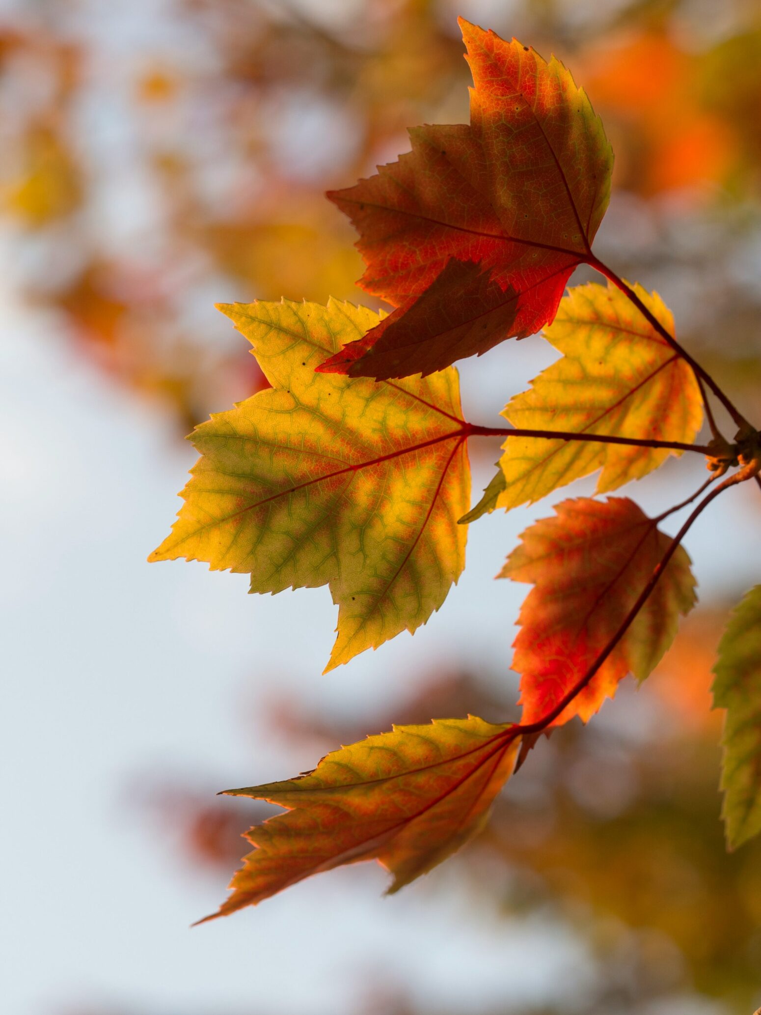 Maple/brown leaves