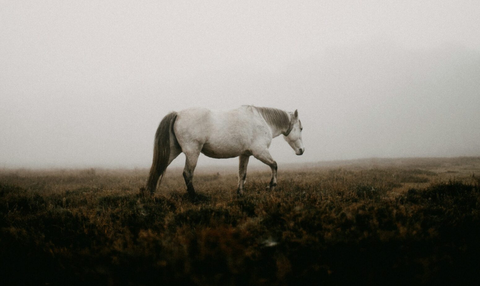 A single white horse grazing on a field