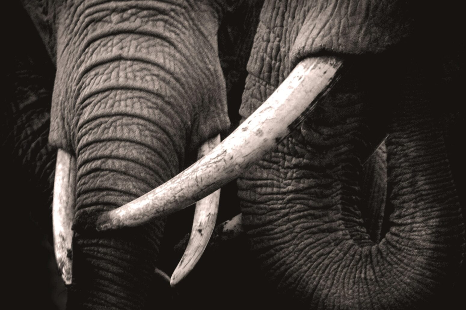 A close up black and white picture of two elephants' trunks and tusks