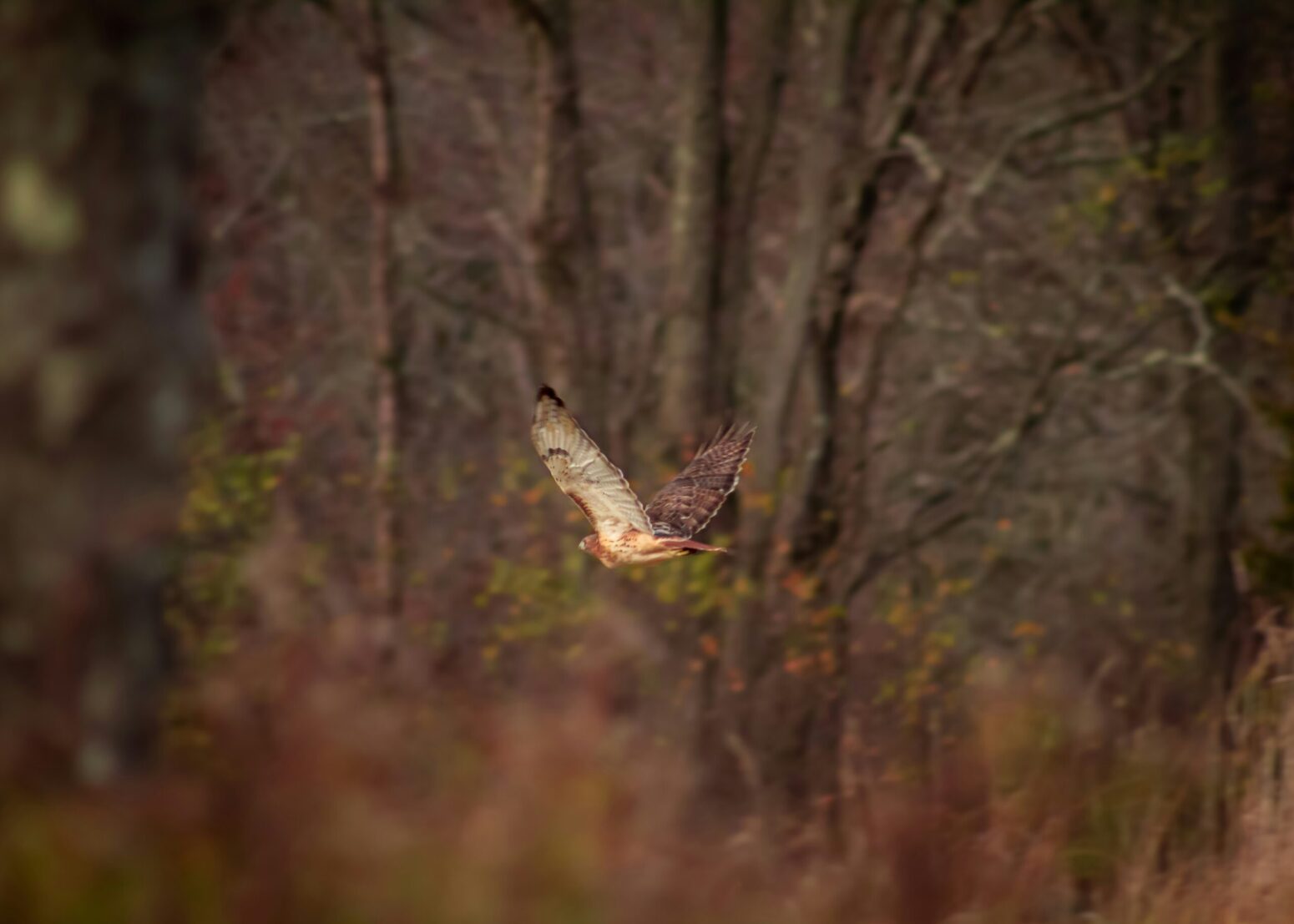 A red-tailed hawk flies in front of a forest.