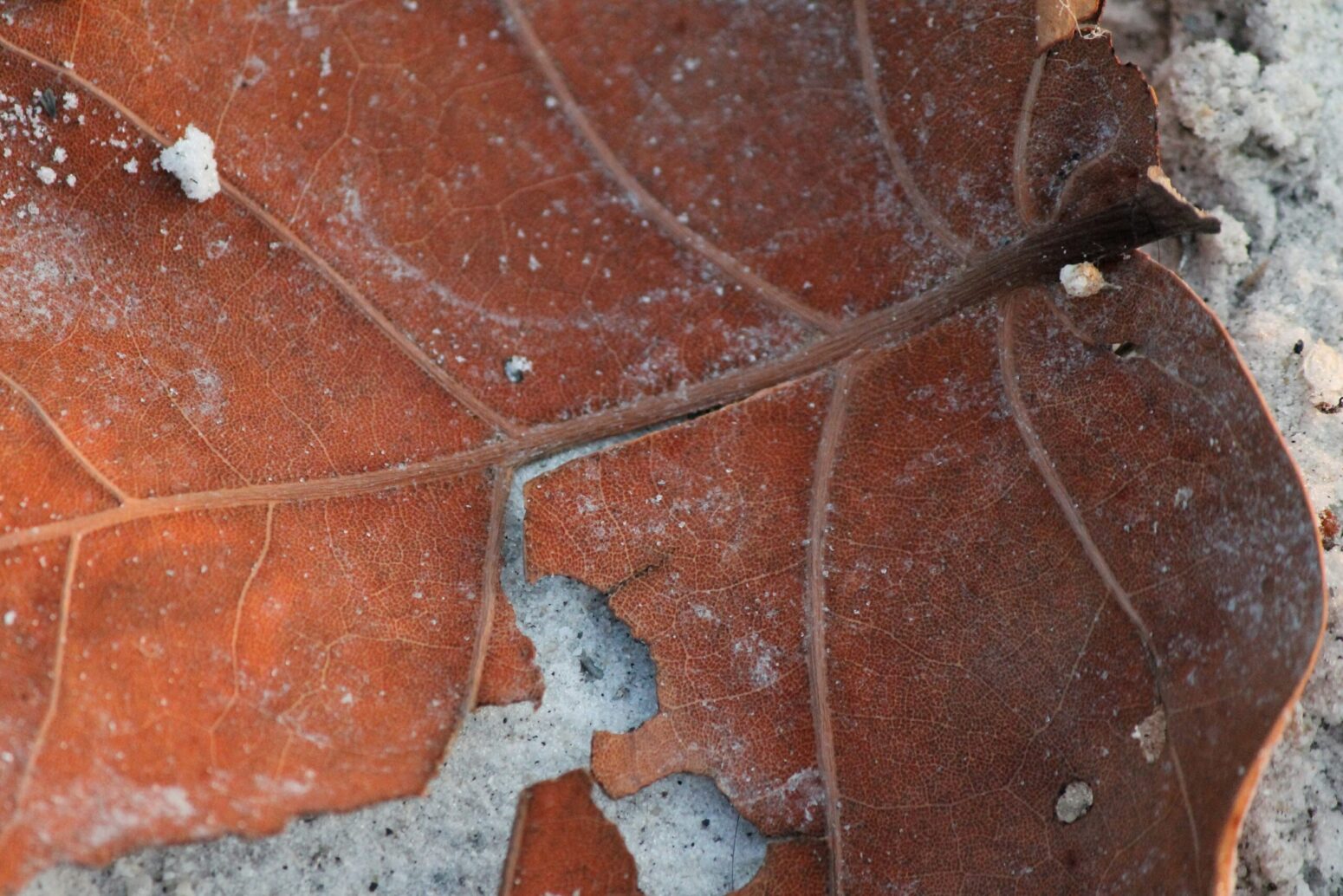 A torn orange leaf against white sand