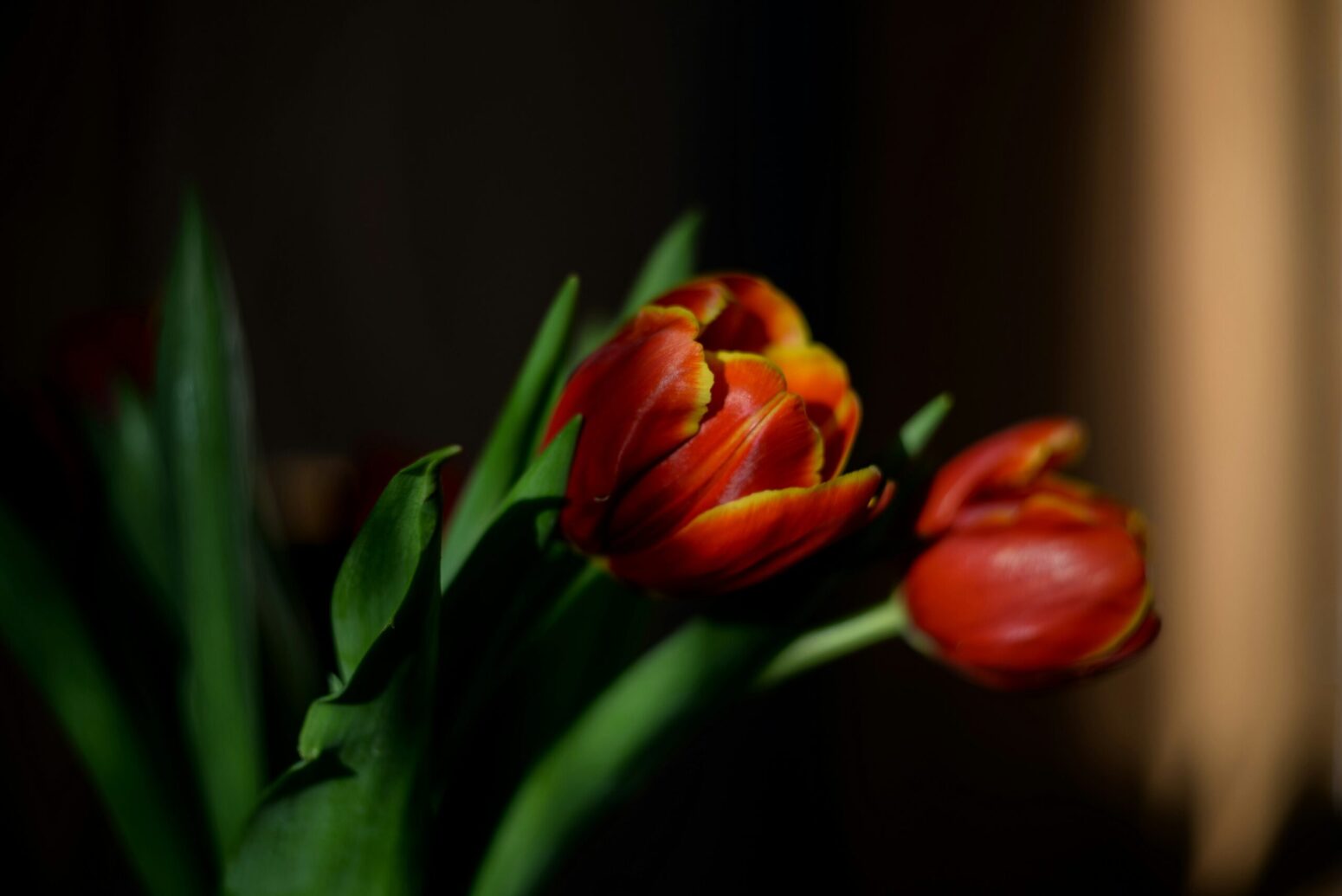 A faint shadow casted on two red tulips