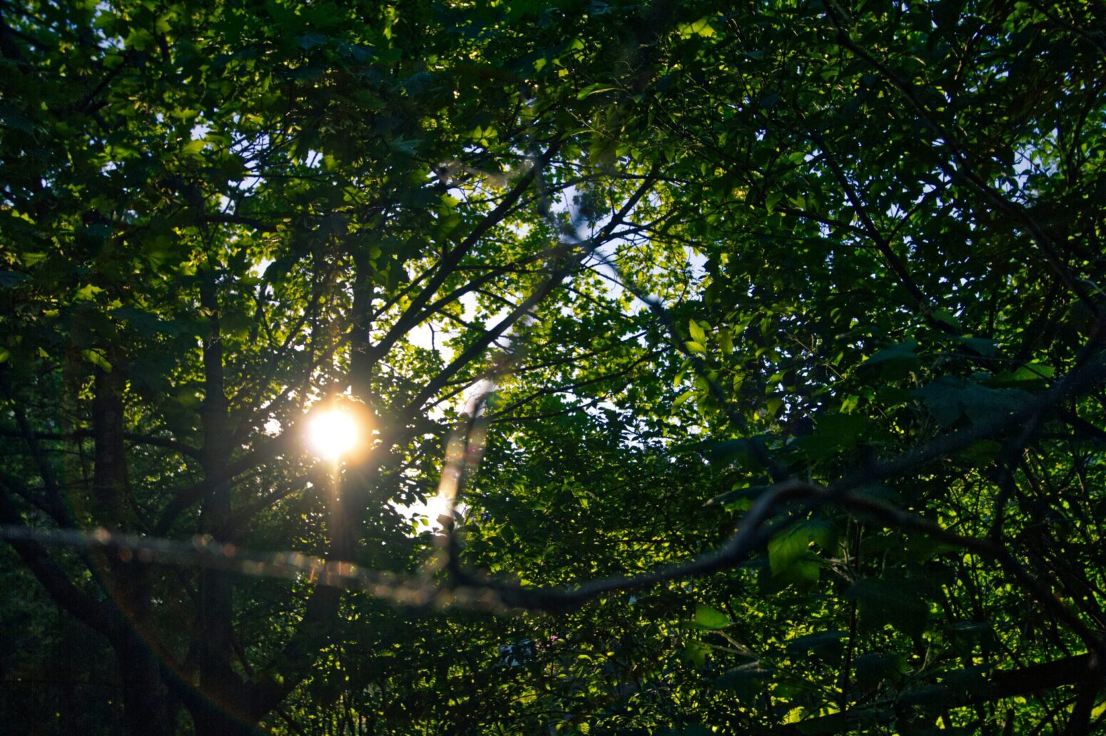 Canopy of trees with a small streak of sunlight coming through