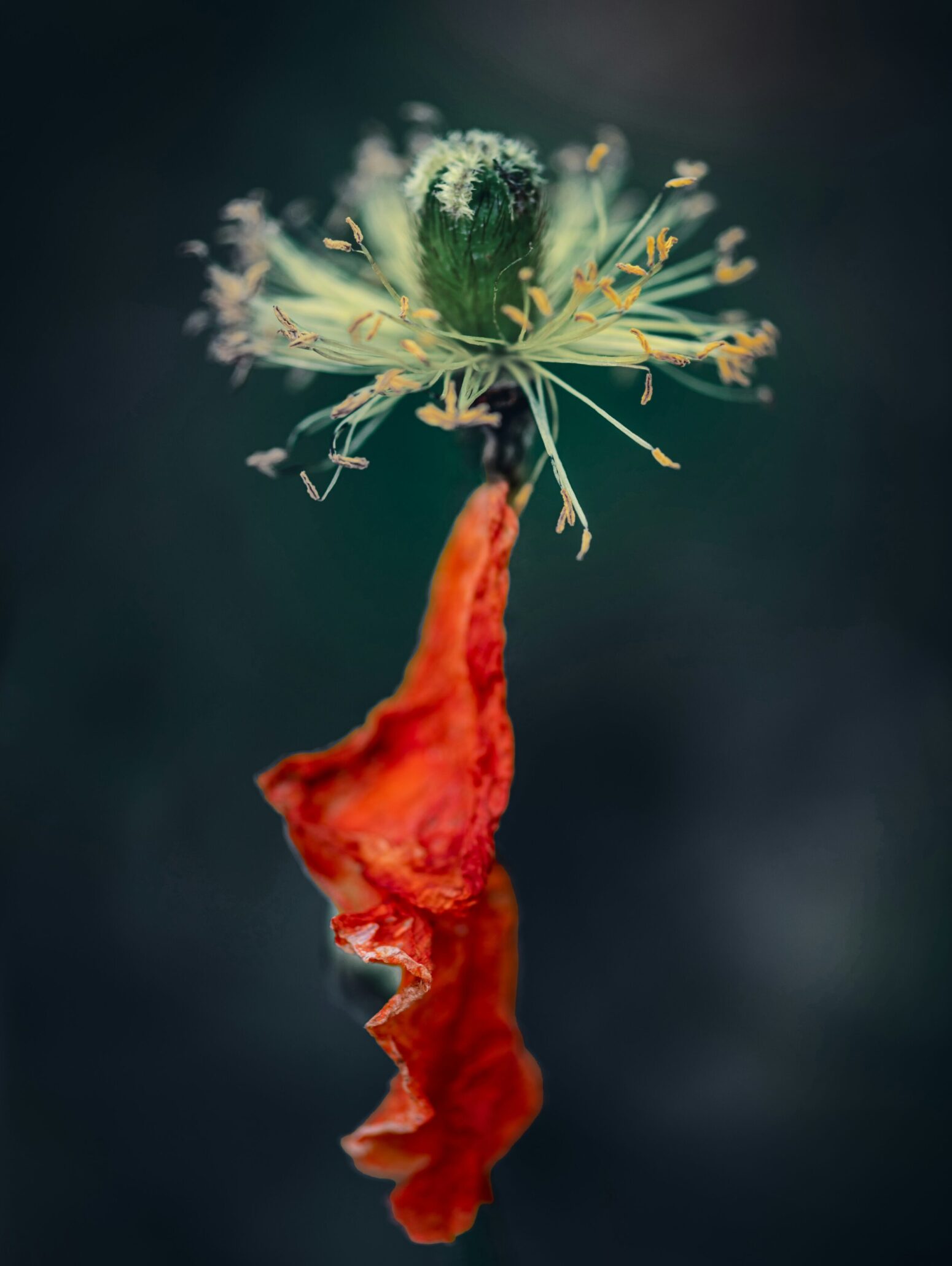 a wilted flower with only one petal attached to it
