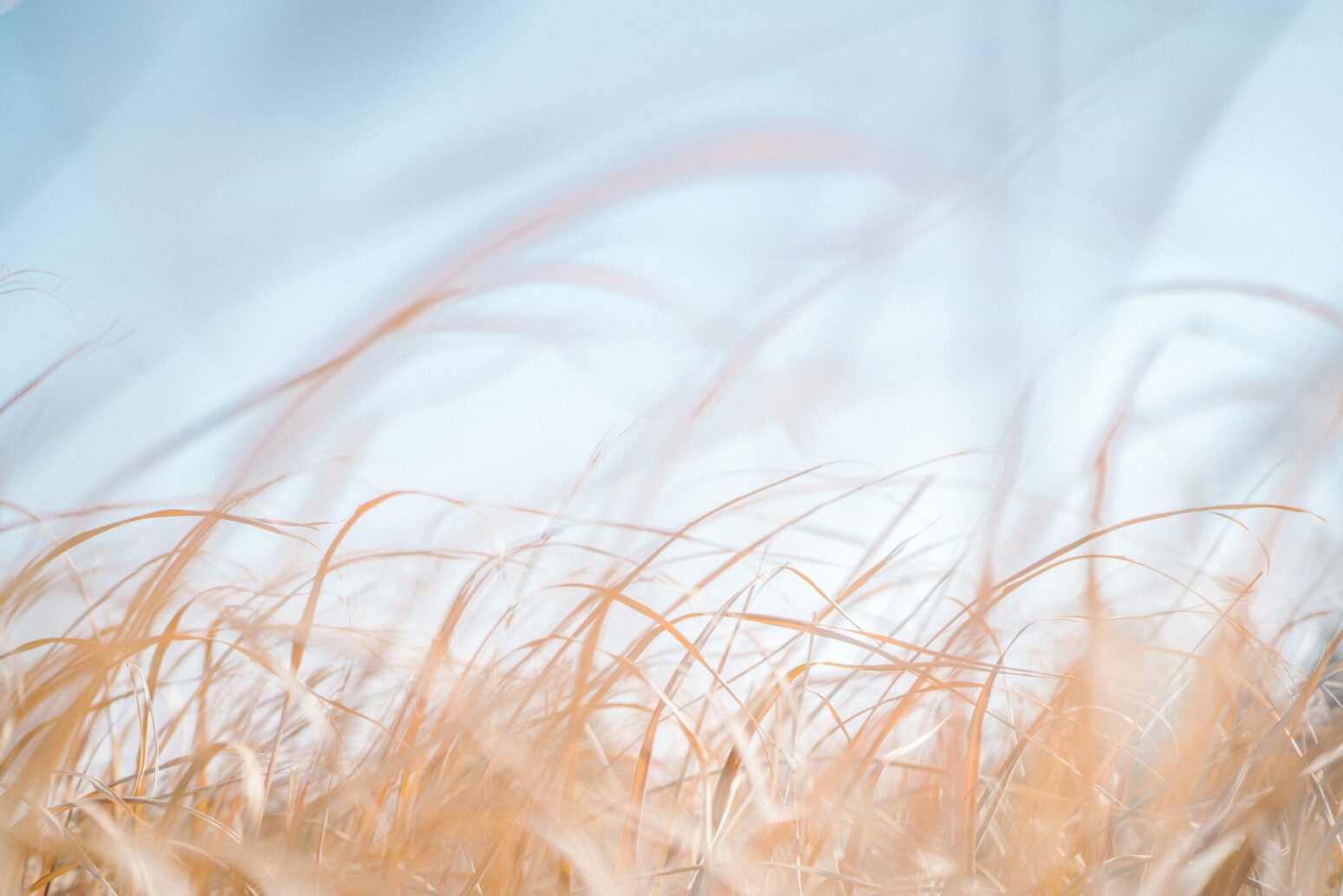 grassy field