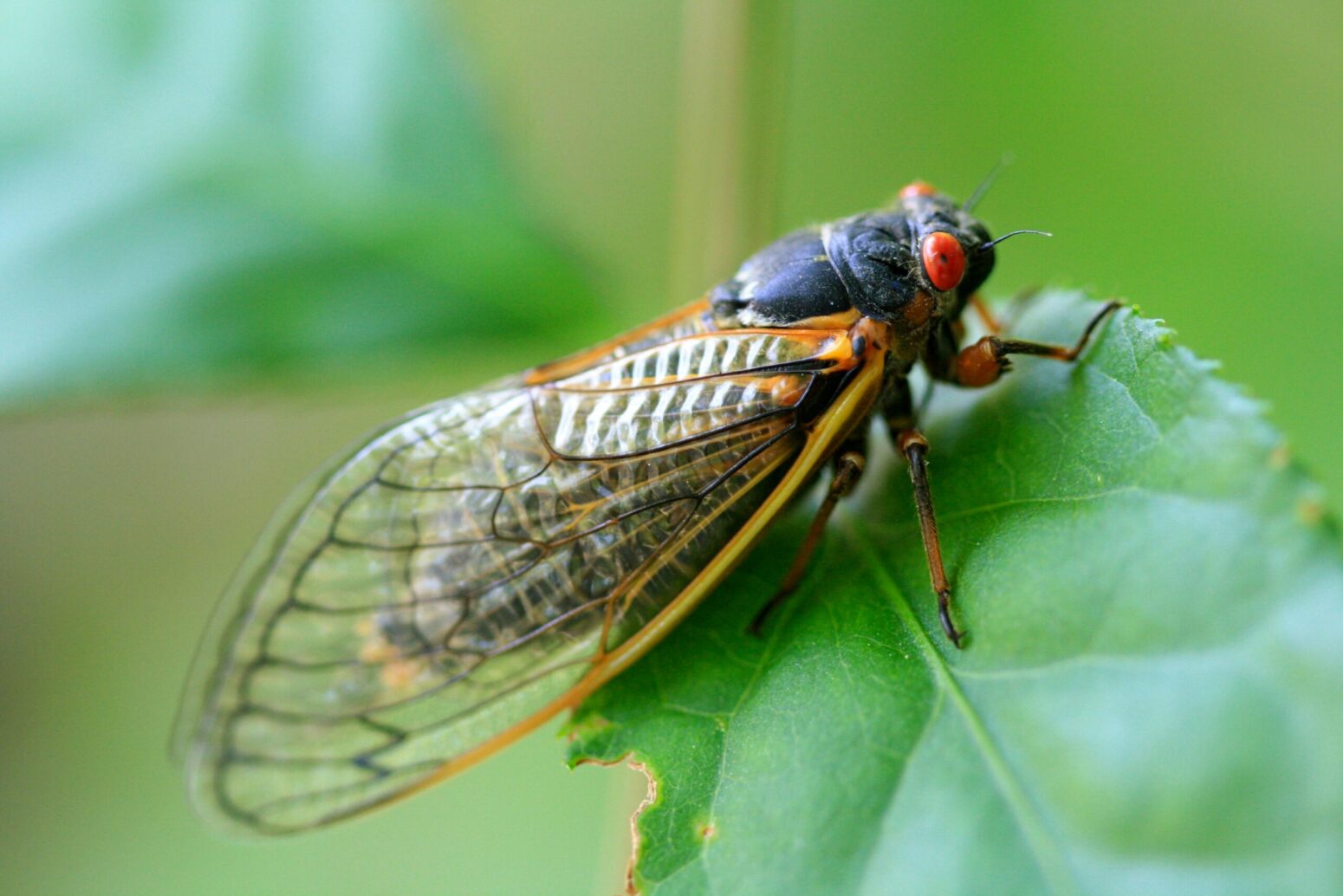 A close-up of a cicada on a leaf